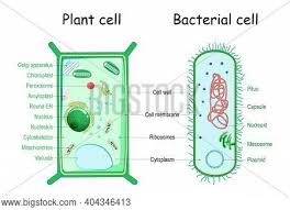 We did not find results for: Bacteria Plant Cell Vector Photo Free Trial Bigstock
