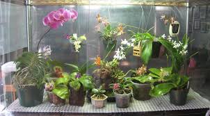 Indoor Orchid Display Orchid Plant Care Indoor Orchids Orchid Plants