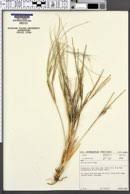 Image result for Aristida stenostachya