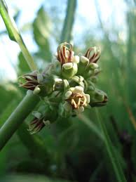 Image result for Stenostelma corniculatum