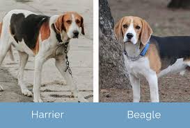 Image result for Harrier dog