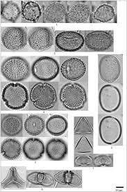 Image result for Helixanthera garciana