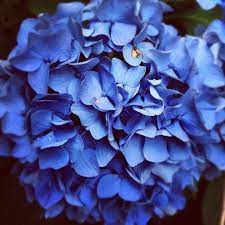 Navy blue was first used after british royal navy officers wore uniforms in the color in 1748. Blue Hydrangea Dark Blue Hydrangea A Little More Pricey That The Light Blue Blue Hydrangea Dark Blue Hydrangea Purple Plants