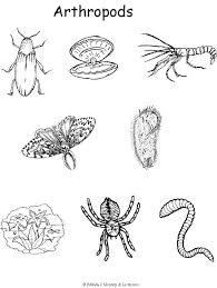 Examples Of Arthropods