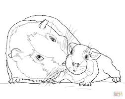 Cartoon guinea pig coloring pages. Guinea Pig Coloring Pages Kidsuki
