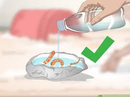 Top selected products and reviews. 3 Ways To Create A Corn Snake Vivarium Wikihow