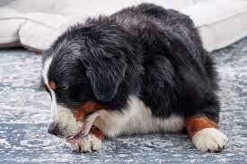 Why Is My Dog Licking His Paws