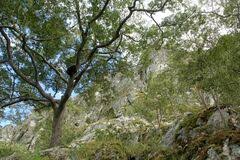 Image result for Brachystegia glaucescens