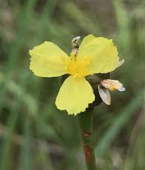 Image result for Xyris