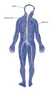 We did not find results for: Schematic Diagram Of The Nervous System Comprising Of The Brain Spinal Cord And Peripheral Nerves Tasmeemme Com