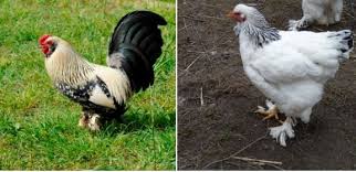 The shanghai was bred in america with the grey chittagong from india. Brahma Chicken Breed Profile Characteristics Agri Farming