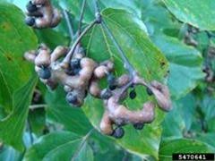Check spelling or type a new query. Blog Posts From Just Fruits And Exotics