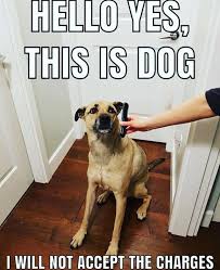 Bad Dog Bread Would You Like A Free Coffee Bread And Cookie Tomorrow First Person To Recite This Little Meme To Us In Person At The Bakery Sunday Morning After 9am
