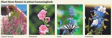 Natives, planted in the right ground can easily bloom with little care. Give Hummingbirds A Sweet Treat The Denver Post