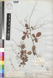 Image result for Grona setigera