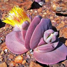 Image result for Aizoaceae