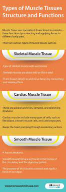 Types Of Muscle Tissues Structure And Functions Types Of Muscles Muscle Tissue Structure And Function