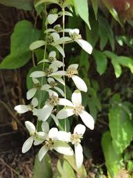 Image result for Congea