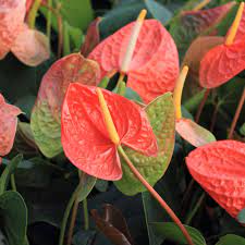 Icon of the game codycross © fanatee, inc. Anthurium Striking Glossy Green Elongated Heart Shaped Leaves With Red Pink Or White Shiny Heart Shaped Flowers Ma Evergreen Plants Planting Herbs Anthurium