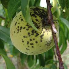 It may take up to 3 to 5 years to fruit if grown compared to the ordinary banana trees that can reach up to 15 meters high. Home Garden Peaches Uga Cooperative Extension