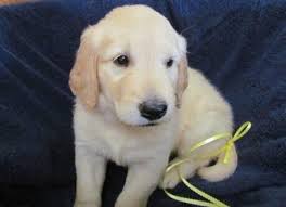 The english golden is such an amazing breed. Golden Retriever Puppies Nex Tech Classifieds