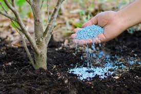 As long as fruit trees are small, it is better to use an organic fertilizer combined with compost or mulch. How To Fertilize A Tree Hgtv