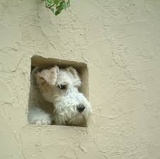 Sometimes I Feel Like Somebody S Watching Me Wire Fox Terrier Fox Terrier Wire Haired Terrier