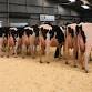 Welsh Dairy Show 2025 event image