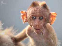 Wild spirit photography concept