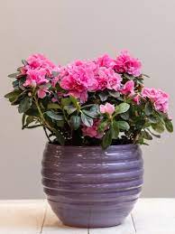 Small flowering indoor plants uk. Azaleas As Houseplants Can You Grow Azalea Indoors