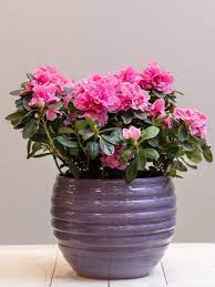 Azaleas As Houseplants Can You Grow Azalea Indoors