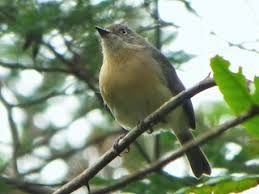 Image result for Newtonia