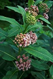 There are 14 species of milkweed native in canada ( white, 1996 ). Asclepias Syriaca Common Milkweed Silkweed Milkweed Pfaf Plant Database