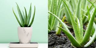 Maybe you would like to learn more about one of these? How To Grow And Care For Aloe Vera Plants Aloe Vera Harvest Tips