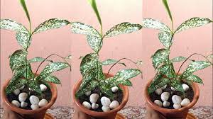 Most species of dracaena prefer bright diffused light, but it must be protected from direct sunlight. Dracena Godseffiana Plant Repotting Indoor Plant Dracena Surculosa Youtube