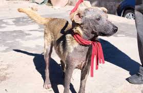 If You Want To Know How To Get Rid Of Mange In Dogs Then Try Our Natural Treatments These Home Remedies For Mange In Dog Dog Mange Dog Remedies Dog Treatment
