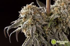 Wohin mit garten abfällen & gebrauchter erde ? Wann Soll Man Marihuana Ernten Philosopher Seeds