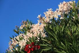 114,441 likes · 723 talking about this. Oleander Oder Nerium Oleander Eine Wunderschone Mediteranen Pflanze