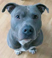 2,289 likes · 162 talking about this. Florian Schneider On Twitter Charly American Staffordshire Terrier Blueline Https T Co Ky5te03441