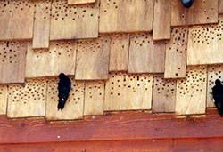 Preventing Woodpecker Damage 6 516 Extension