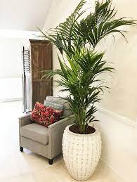 bluhende kentia palme wohnzimmer pflanzen haus dekoration zimmerpflanze palme