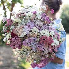 Pin On Botanicals