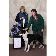 Born january18th, ready to go march 15th, 8 weeks. Old Oaks Border Collies Border Collie Breeder In Hartford Michigan