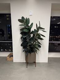 Image result for Ficus