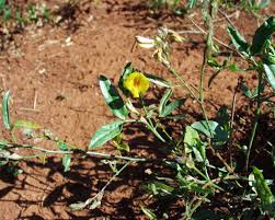 Image result for Zornia setosa