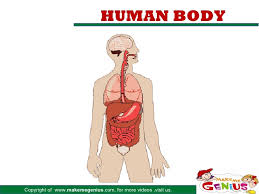 These organs include the kidneys the organs in the right upper quadrant (ruq) are the liver, gall bladder, part of the pancreas, and fat is located around organs to protect them. Major Organs In Human Body