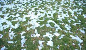 Continue rolling the sod, crossing the horizontal rolls with vertical rolls. Sod Maintenance How Do You Take Care Of Sod In Winter