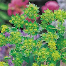 The green & gold community garden is a community garden with both local and global benefits. Bupleurum Rotundifolium Leprechaun Gold Seeds From D T Brown