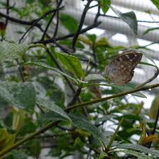 Munich Germany Munchen Deutschland Nymphenburg Botanischer Garten Mimikry Bei Tropischen Schmetterl Munchen Deutschland Botanischer Garten Tropisch