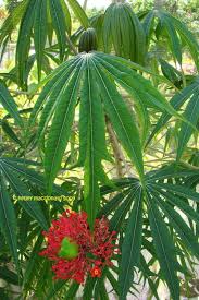 Image result for Jatropha schlechteri